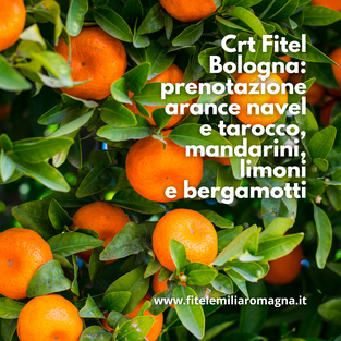 Crt Fitel Bologna: prenotazione arance navel e tarocco, mandarini, limoni e bergamotti