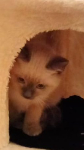 Il sogno di Atena gatti siamesi thai