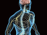Neurodinamica