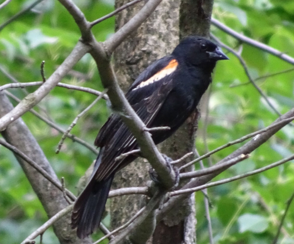 Early Morning Bird Walk