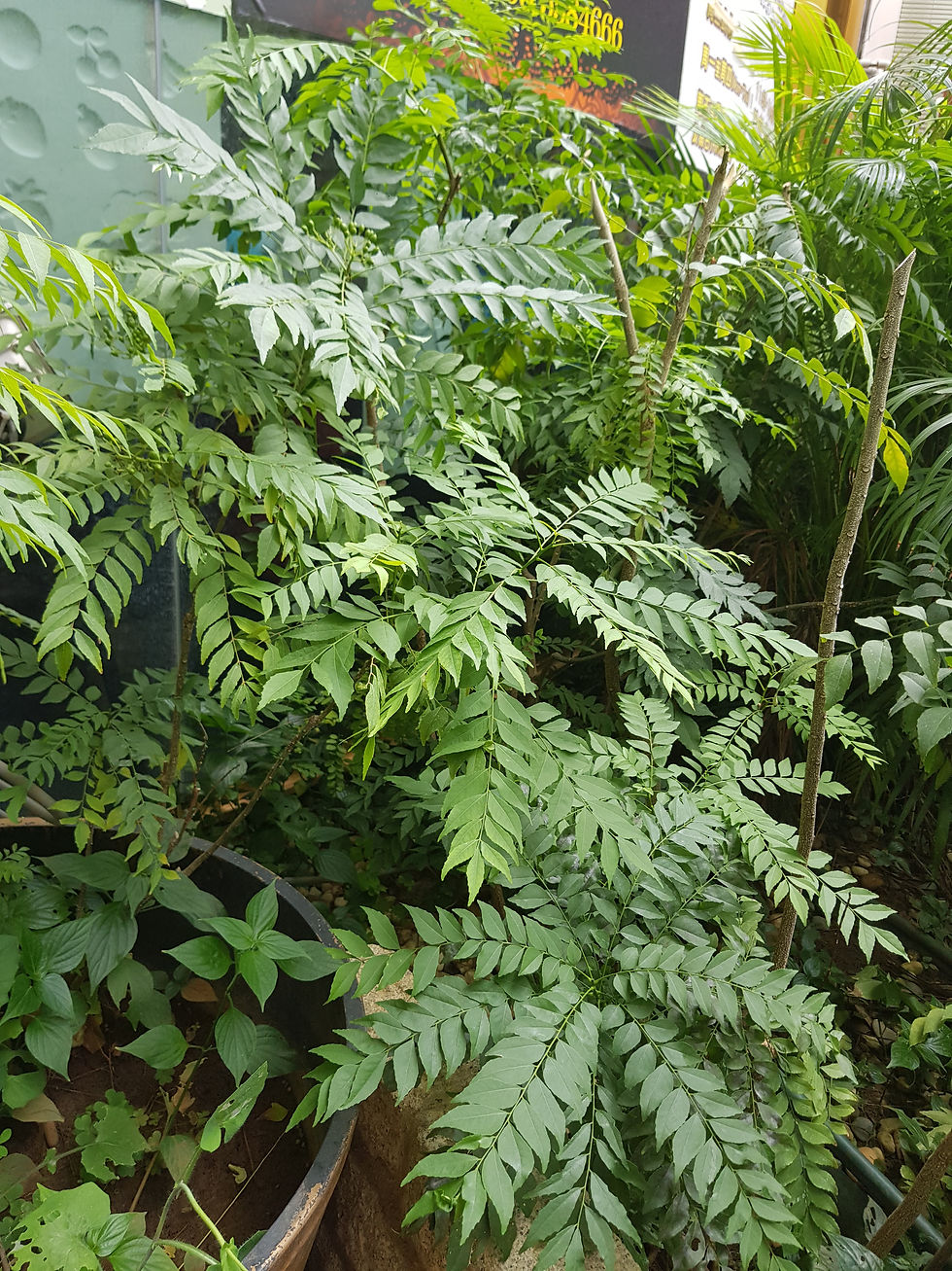 Fresh Curry Leaves 咖哩葉