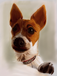 Pet portrait 1
