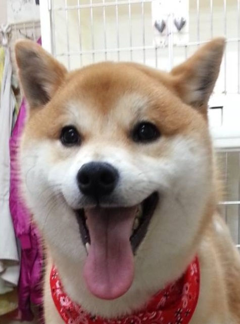 柴犬