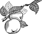 manzana (1).png