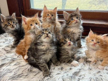✨ Upcoming Litter Announcement at Lynx Town Maine Coons ✨