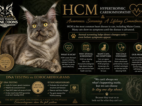 Understanding HCM in Cats