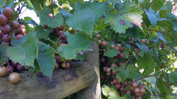 Cape Fear sept phone (25)