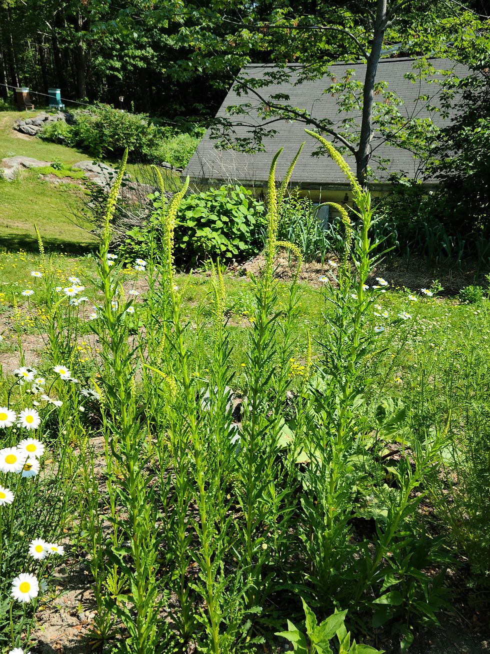 Thumbnail: Weld Seeds