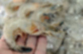shrimp1jpeg-fb5395ae849db706.jpeg