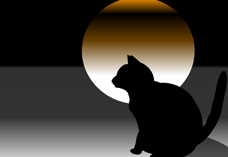 cat-reduced.png