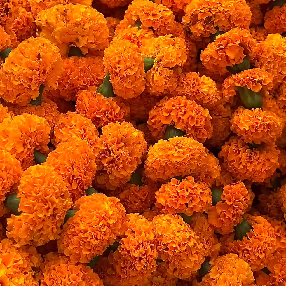 Orange marigold flowers for Navratri, celebrating the launch of Kraft Bharat