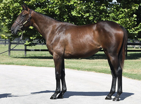 Maxfield - Aqua Julia.jpg