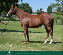 Hip 1638 - Daredevil filly.jpg