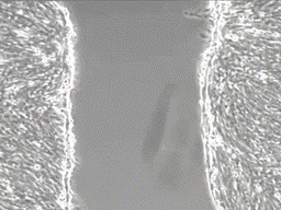 omega2.gif