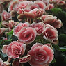 Light Pink Roses