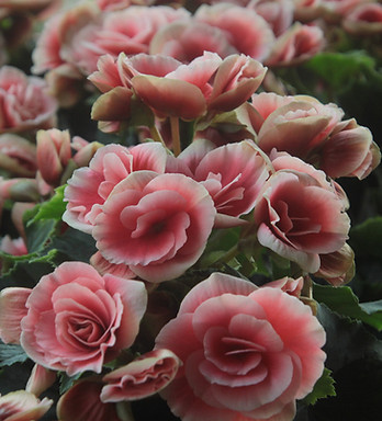 Light Pink Roses