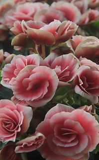 Light Pink Roses