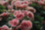 Light Pink Roses 