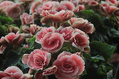 Pink Begonia Flowers