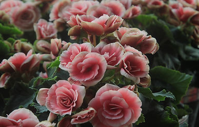 Light Pink Roses