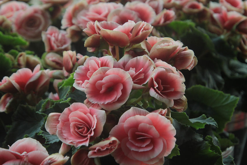 Light Pink Roses 