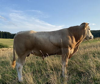 Vino 2025_edited.jpg