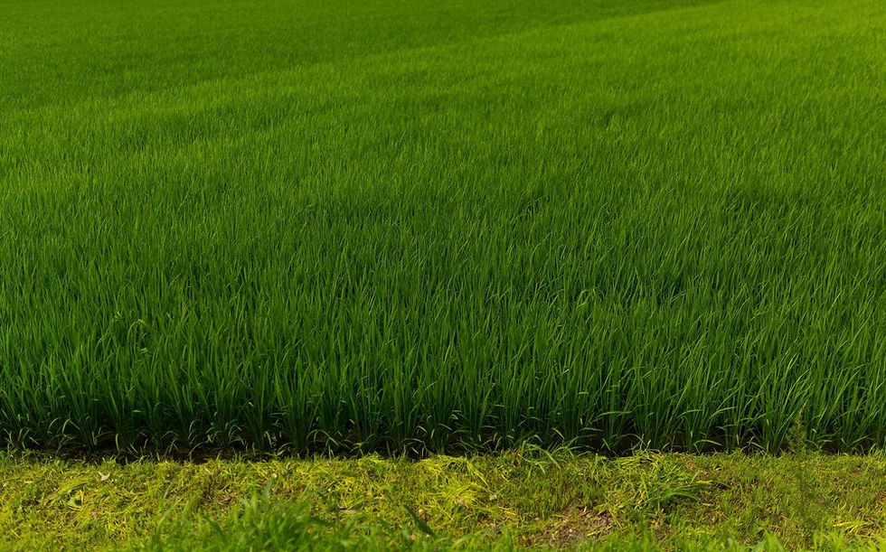 ６月　初夏の稲