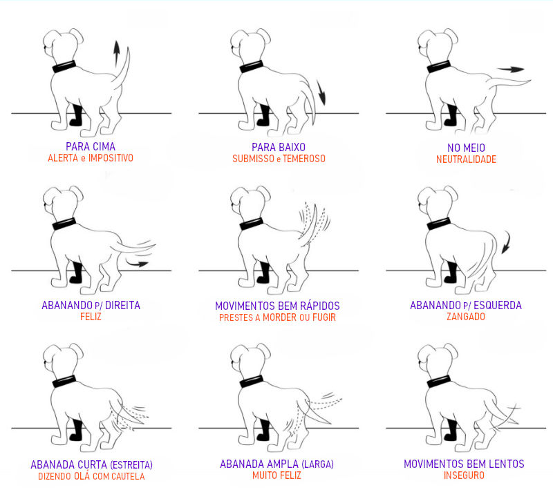 Estado emocional do cachorro interpretado pela cauda (ou rabo)