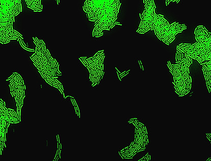 Bacteria_Credit Orit Gefen_Yoav Balaban. .jpg
