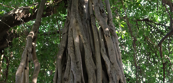 Ficus_Credit Hebrew University.png