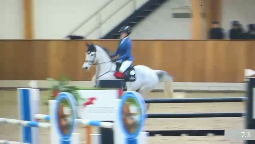 Coloubet Blue PS (Equitation/Jumper)