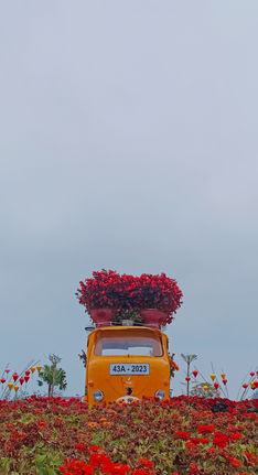Car in flower sea 2.jpg