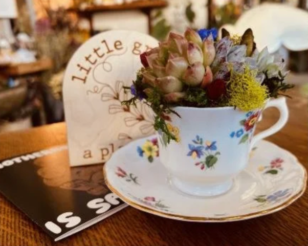 TEA CUP SUCCULENT WORKSHOP -Sat 6/13 @11am