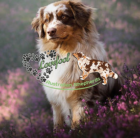 lovefool-aussies.jpg