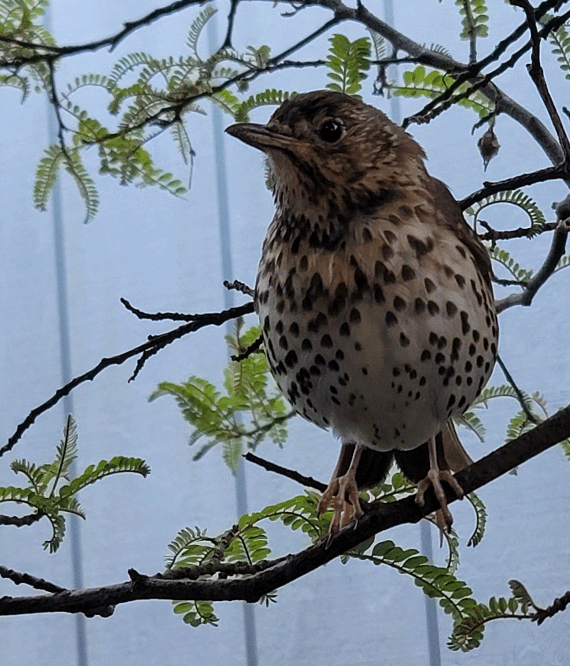 Cheeky Bird from Hot Beach Top 10 Holiday Park