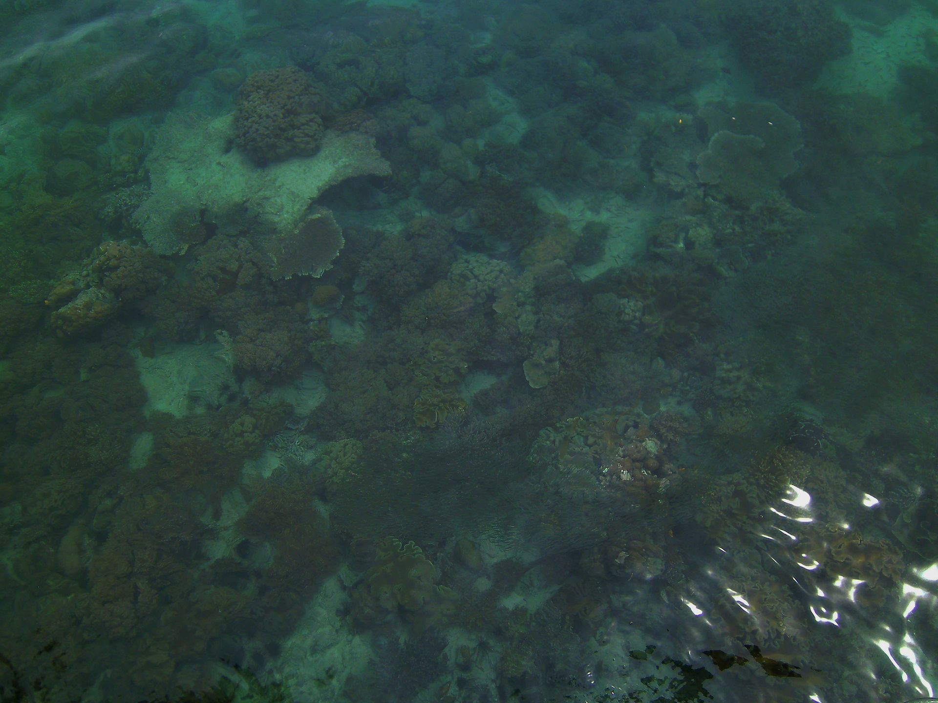 Coral-fromDock-1