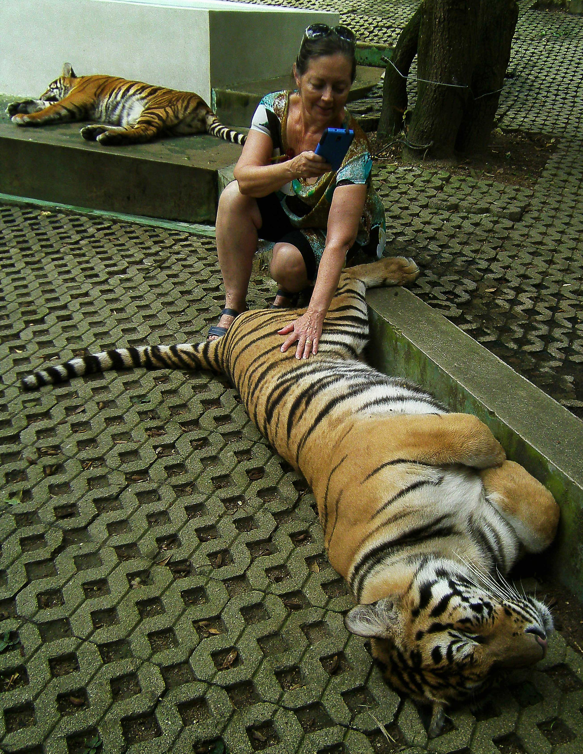 Tiger-Kingdom-Small-cats-2-sharing