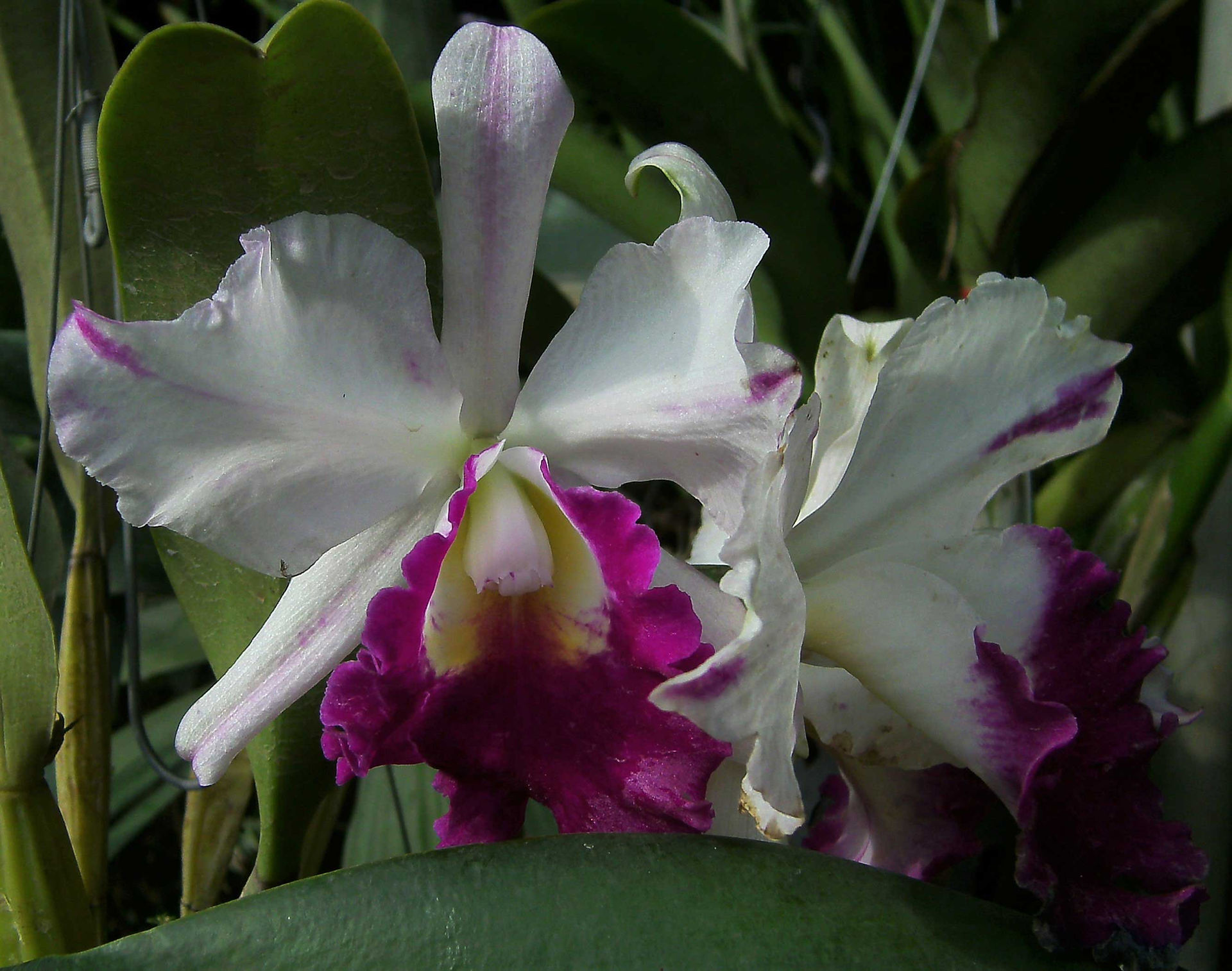 Orchids-5