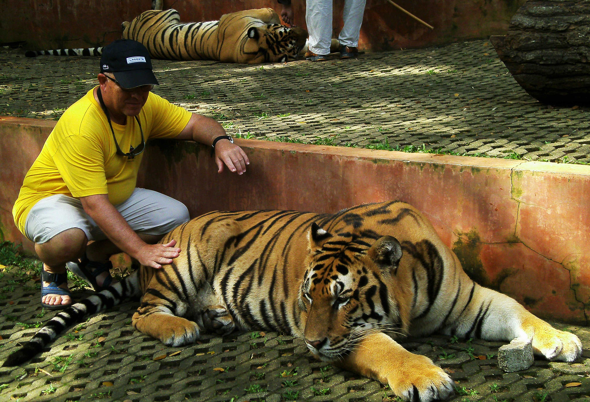 Tiger-Kingdom-Big-cats-5