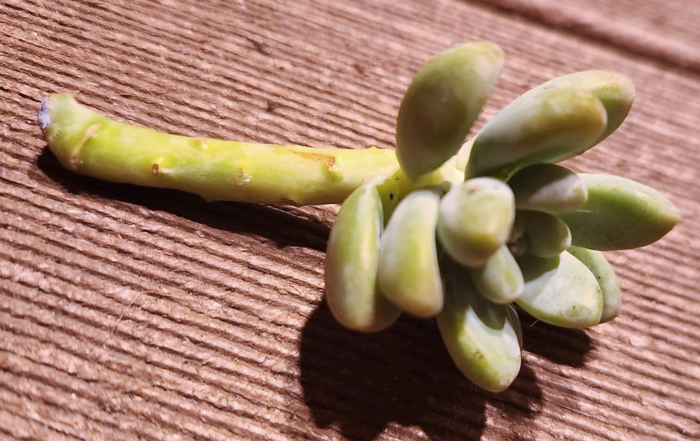 Thumbnail: Succulent Cuttings