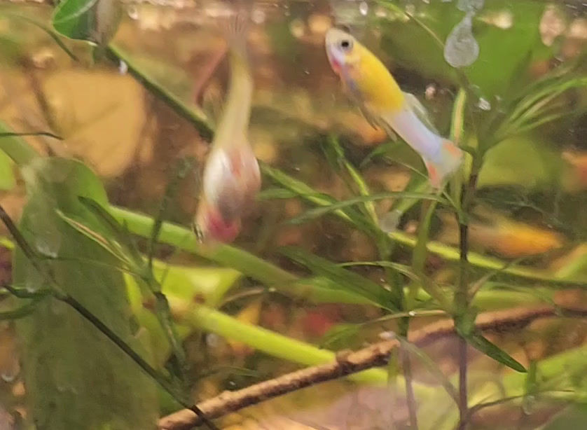 Trio 2M1F Japan Blue Gold Swordtail Guppy