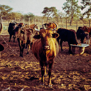 Photograph Zimbabwe - Bakela (2019)
35mm color neg film,
A3
ENQUIRE