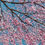 Thumbnail: Cherry Blossom Time 61x91cm
