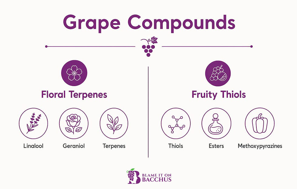 Infographic comparing grape flavor compounds categories