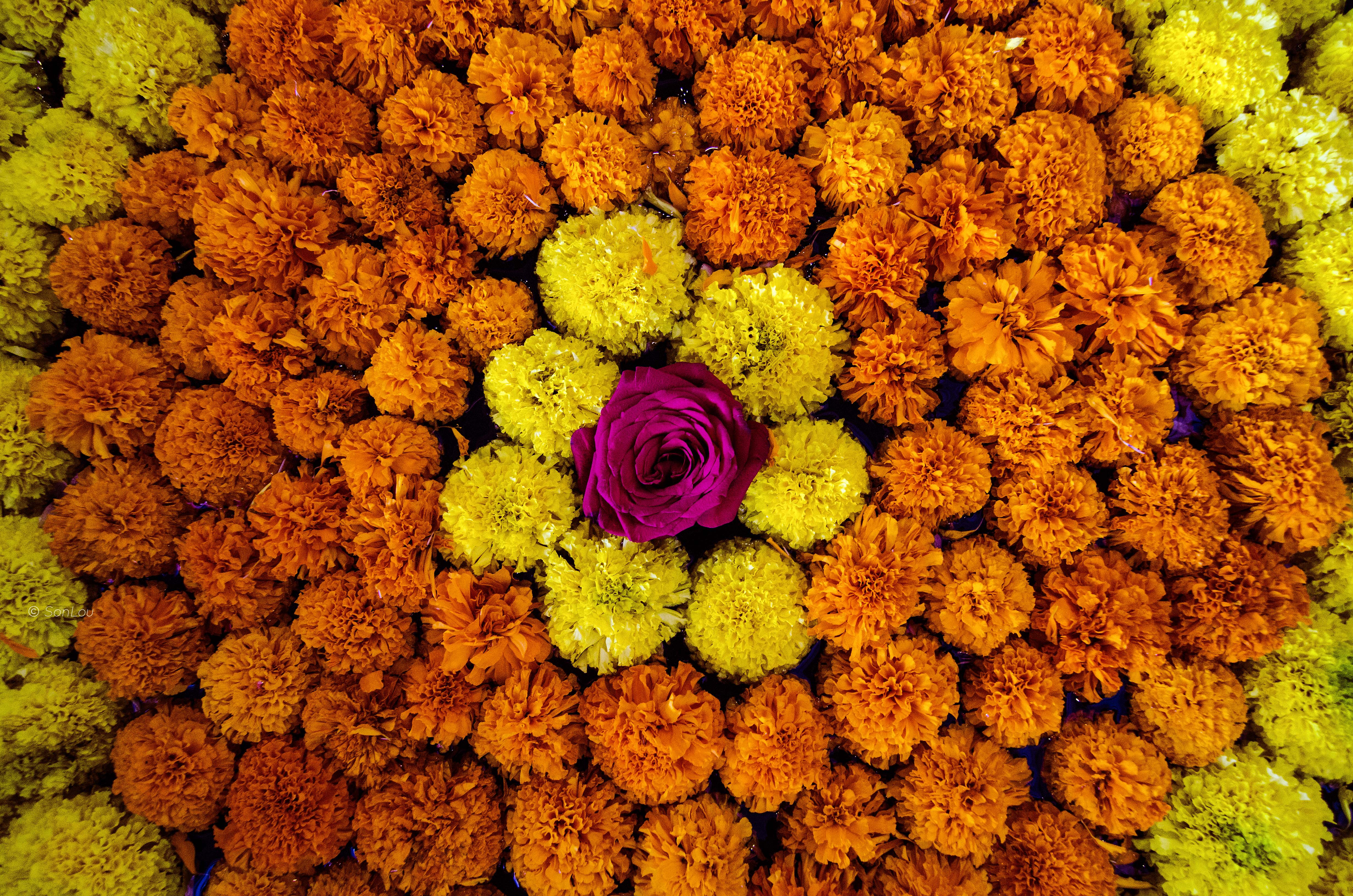 Accueil Southview Tours Agence de voyage en Inde du Sud