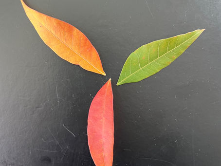 Performance reviews: The season of sharing (Part 3: Plan for the future)