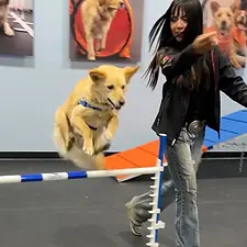 An orang dog jumps over an agility pole with ther human in the backgound guiding them