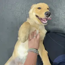 A Golden Retriver lays on its back and gets belly rubs from a human