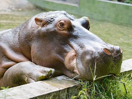 El sorprendente caso de Gen-chan, el hipopótamo de "género equivocado"