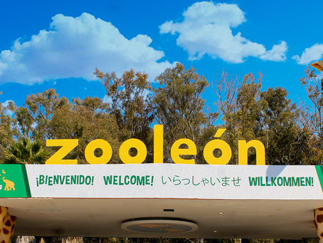 Zoológico de León reinserta 33 animales en su hábitad natural en el trienio; colabora con Profepa